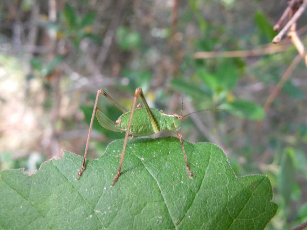 Ensifero maremmano: Leptophyes punctatissima